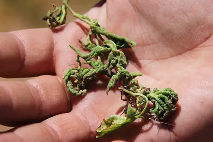Aceria malherbae - Biocontrol