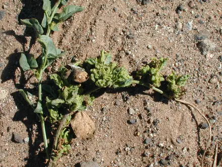 View photo 2 of Aceria malherbae