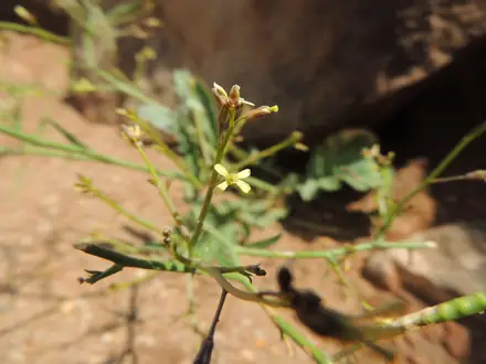 View photo 2 of African Mustard