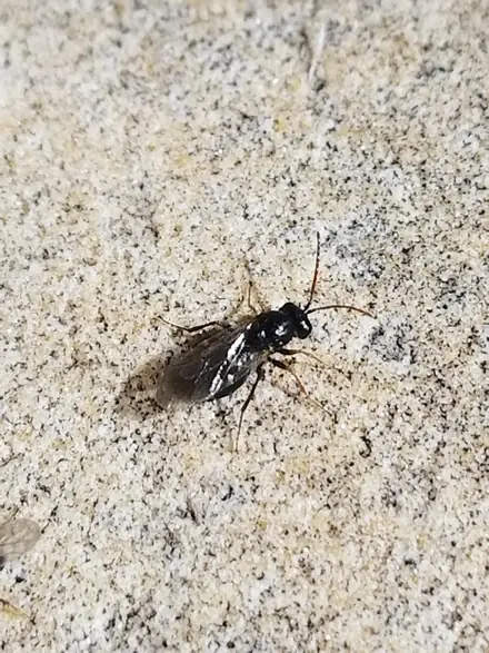 Aulacidea acroptolonica - Biocontrol
