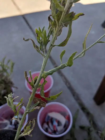 View photo 3 of Aulacidea acroptolonica