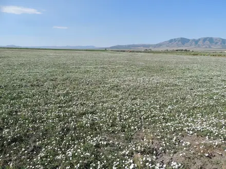 View photo 3 of Field Bindweed