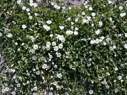 View photo 2 of Field Bindweed