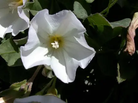 Field Bindweed - Class 3