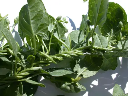 View photo 4 of Field Bindweed