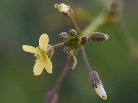 African Mustard - 1B