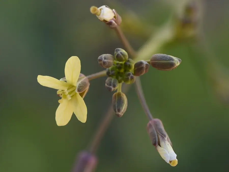 CVR African Mustard Flower