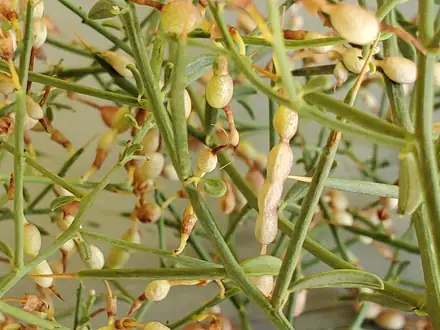 View photo 3 of Camelthorn