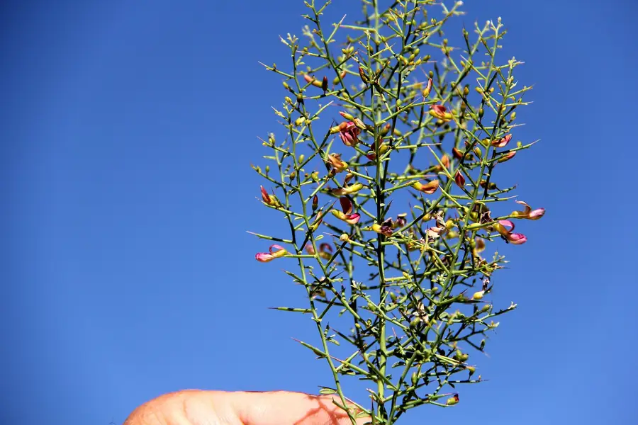 Camelthorn Plant T.H.