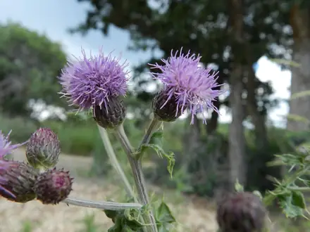 Canada Thistle - Class 3