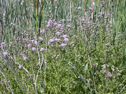 View photo 4 of Canada Thistle