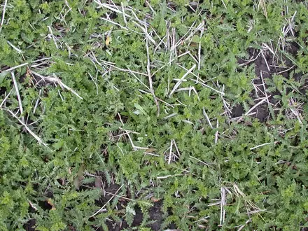 View photo 3 of Canada Thistle