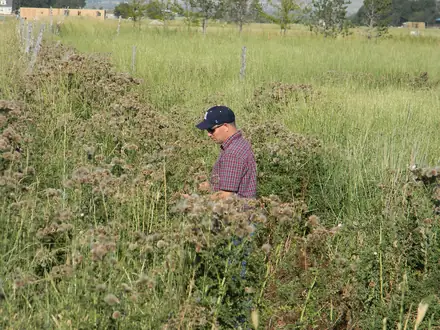 View photo 2 of Canada Thistle