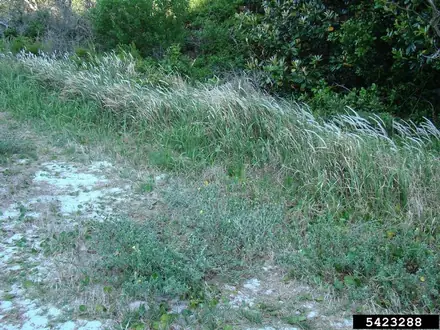 View photo 2 of Cogongrass