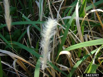 Cogongrass - Class 4