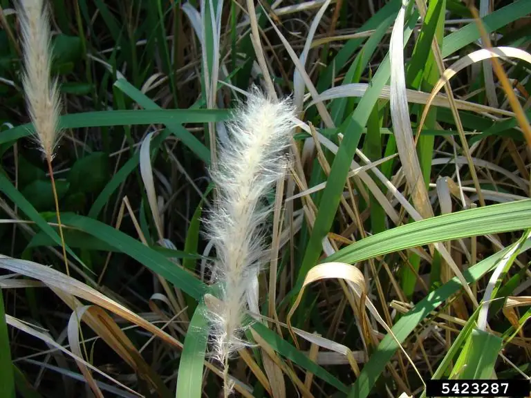 Cogongrass R Wallace 2