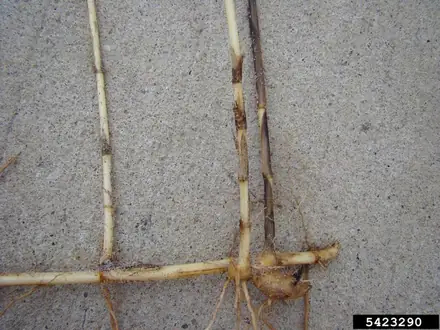 View photo 3 of Cogongrass