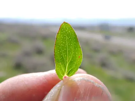 View photo 3 of Common St. Johnswort