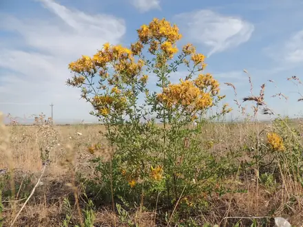 View photo 2 of Common St. Johnswort