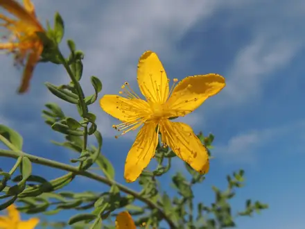 Common St. Johnswort - 1B