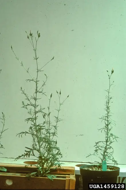 View photo 2 of Common Crupina