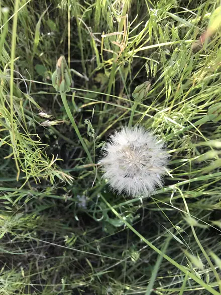 Cutleaf Vipergrass - 1B