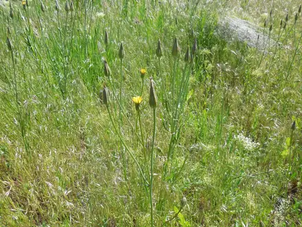 View photo 2 of Cutleaf Vipergrass