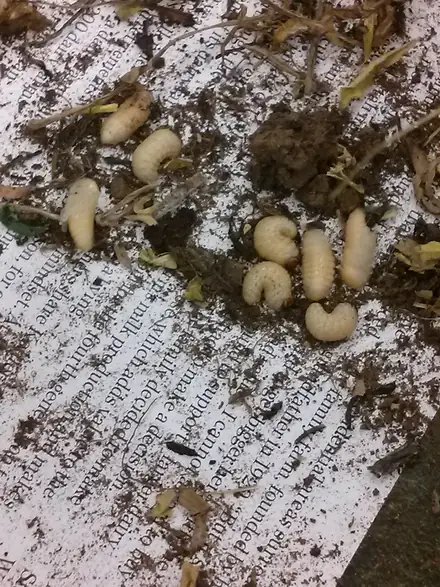 View photo 3 of Cyphocleonus achates