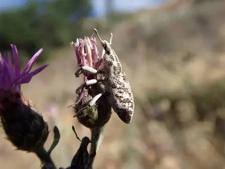 Cyphocleonus achates - Biocontrol