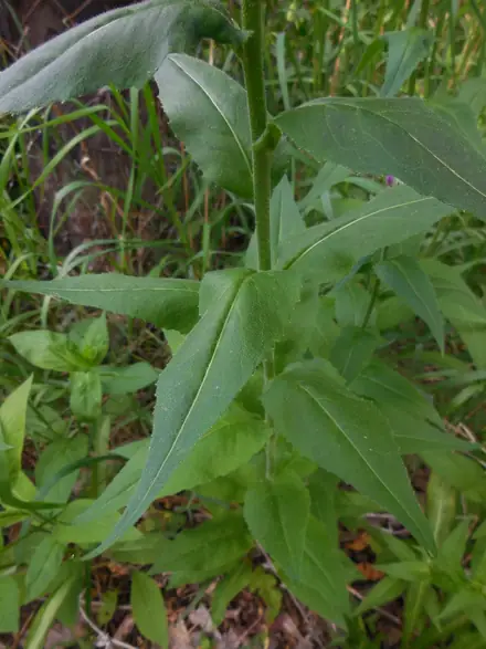 View photo 2 of Damesrocket