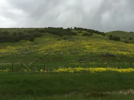 View photo 4 of Dyers Woad