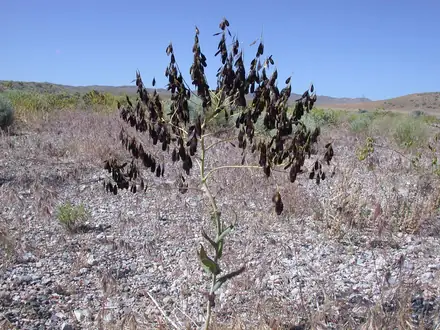 View photo 2 of Dyers Woad