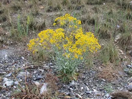 View photo 3 of Dyers Woad