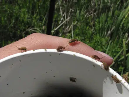 Galerucella spp. - Biocontrol