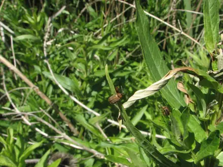 View photo 3 of Galerucella spp.