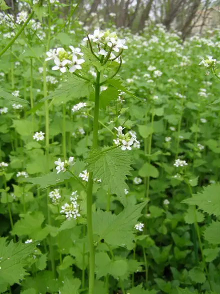 Garlic Mustard - 1B