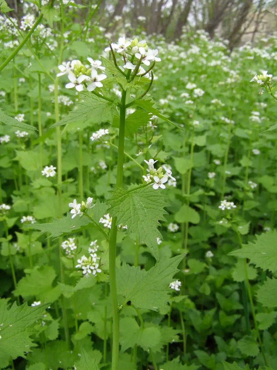 Garlic mustard M Wheeler 2