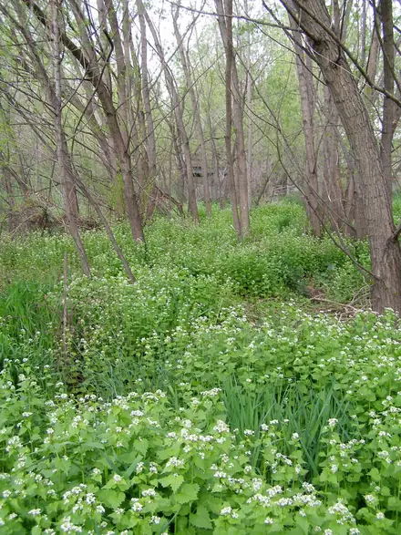View photo 3 of Garlic Mustard