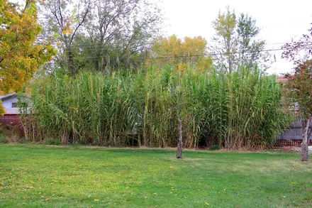 Giant Reed - 1B