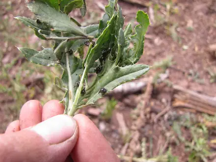 Hadroplontus litura - Biocontrol