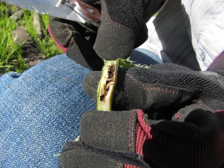 View photo 2 of Hadroplontus litura