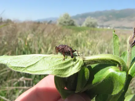 Hylobius transversovittatus - Biocontrol
