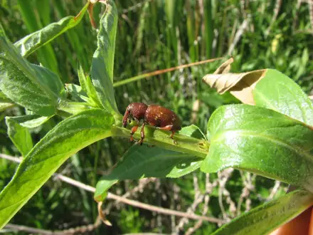 View photo 2 of Hylobius transversovittatus