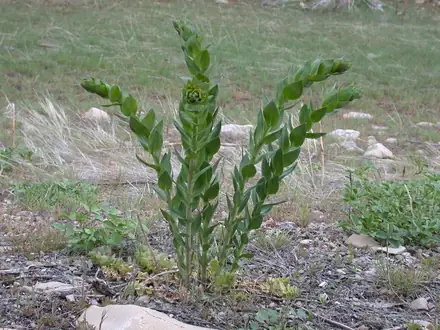 View photo 2 of Dalmatian Toadflax