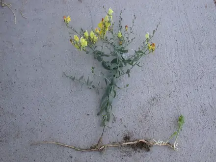 View photo 3 of Dalmatian Toadflax