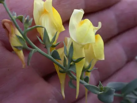 Dalmatian Toadflax - Class 2