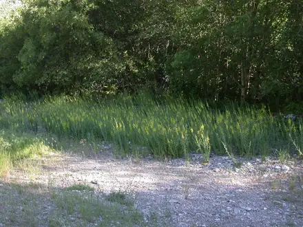 View photo 4 of Dalmatian Toadflax
