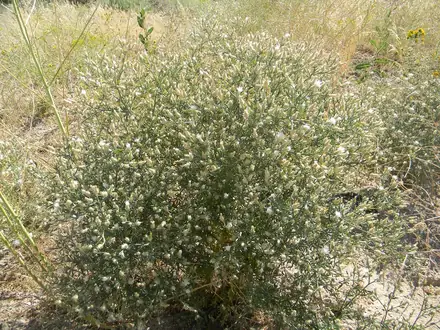 View photo 2 of Diffuse Knapweed