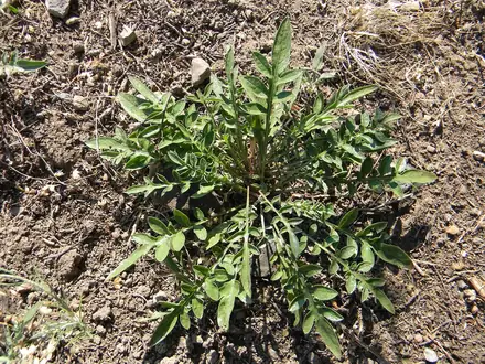 Diffuse Knapweed - Class 2