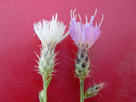 View photo 3 of Diffuse Knapweed